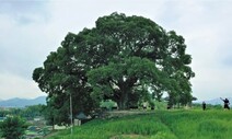 ‘우영우 팽나무’ 실제 천연기념물 된다