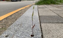 [강재훈의 살핌] 강아지풀 단상