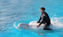 돌고래 체험·벨루가 타고 서핑…이제 법으로 막을 수 있을까