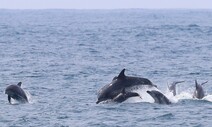 ‘생태법인’을 아시나요?…제주 남방큰돌고래, 법적 권리 논의 시동