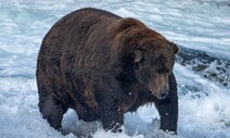 이 곰이 그 곰 맞나, 가을 ‘확찐 곰’ 승자는?…‘연어 먹방’은 덤