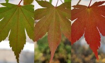 [포토에세이] 아름다움의 비밀