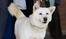 곰이, 3년여 만에 광주서 새끼 만난다?…풍산개 관심 커진 지자체들