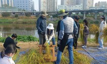 도시텃밭 이어 도시텃논…서울 곳곳 ‘황금물결’