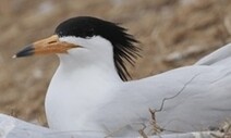 전 세계 100마리도 안 남았다…뿔제비갈매기, 멸종위기 1급으로