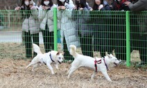 문 전 대통령이 기르던 풍산개 곰이·송강, 광주에 보금자리