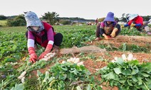 작물재배 연간 1천명 필요…충남-라오스 계절노동자 협약 체결