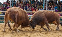 ‘민속경기는 제외’ 한 줄 때문에…“동물학대 소싸움, 이제 그만”