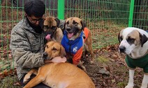 동물보호센터 개 훈련장, 구청이 “불법시설물” 철거 요구 논란