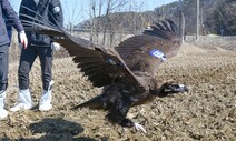 야산에 쓰러져있던 ‘농약 중독’ 독수리, 2주 만에 다시 자연으로