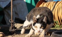 8년 만에 쇠목줄 푼 고양이…무지가 부른 ‘잘못된 사랑’