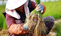 땅속 곰팡이균 번질라…말라죽은 줄기·잎은 미리 싹둑