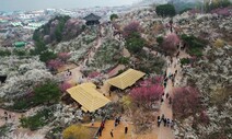 [만리재사진첩] 울긋불긋 꽃대궐에 봄비가…4년 만에 ‘광양 매화축제’