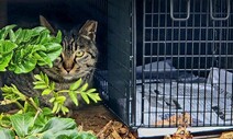 길고양이 ‘돌봄 가이드라인’ 나온다…TNR 최저입찰도 바뀔 듯