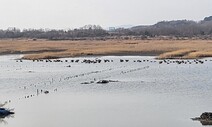 인천시, 멸종위기종 서식지에 반도체단지 추진