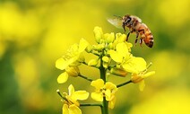 [최우리의 비도 오고 그래서] 유채꽃 필 때 IPCC 보고서 읽기