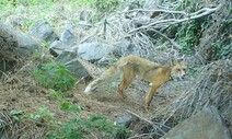 해운대 달맞이 고개서 목격된 여우…소백산 400㎞ 회귀 중 폐사