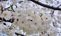 벚나무, 왕벚나무, 일본 왕벚나무…이것만 알면 구분할 수 있대!