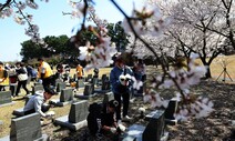 [포토] 벚꽃은 해사하게 피지만…제주 4·3, 먹먹한 그날의 고통