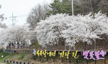 중요한 건 축제라지만…‘벚꽃동산’ 행사는 취소할 수밖에