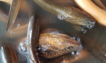 ‘논두렁 허무는’ 물고기 침입, 플로리다 생태계 흔들