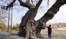 섬에 있던 540살 나무가 육지로…열매 계속 맺고, 나비 키우네