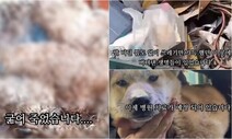 양평 개 집단사망에 징역 3년…“동물학대 엄벌 토대 될 것”