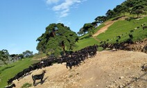 염소들이 ‘무등산 초록’ 파괴자…40년 방목 여파, 복구 나서