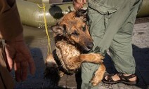 벽에 매달린 고양이·집 잃은 비버…우크라 댐 파괴, 동물에도 재앙