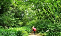 1년에 딱 5일 열리는 ‘비밀의 숲’을 만난다