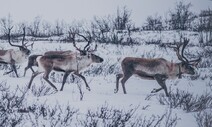 [책&amp;생각] 바보야, 문제는 수목한계선이야!