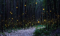 일생 단 한 번의 날개짓…숲에서 꽃 피우는 빛 [이 순간]