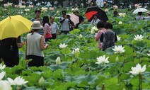 경기도 지방정원 1호 ‘양평 세미원’…내달 1일부터 연꽃문화제