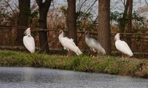 ‘우포생태따오기과’ ‘홍삼한방팀’ 이색 공무원 아세요?