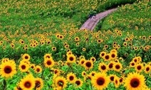 여름이면 넘실대는 ‘샛노란 바다’…태백 해바라기 축제 개막