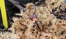 멸종위기 고유종 두점박이사슴벌레, 제주 참나무숲에 방사