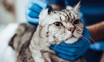 고양이 사료에서 나온 AI 바이러스, ‘고병원성’ 확인