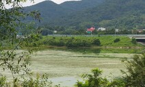 충청 식수원 대청호 ‘녹조 라떼’…수온 높아 조류 급증