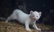 하얀 퓨마가 태어났다…전 세계에 딱 4마리