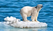 북극곰 1년에 137일 굶는다…‘새끼 죽이는 온실가스’ 첫 확인