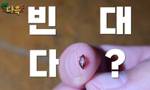 빈대 나온 인천 찜질방 뒤늦게 영업 중단…한국도 위험하다