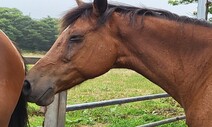 경기에 내몰렸다 ‘5살 은퇴’ 경주마들, 병든 채로 인간 태운다