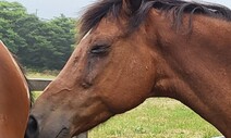 경기에 내몰렸다 ‘5살 은퇴’ 경주마들, 병든 채로 인간 태운다