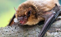 삽입 없이 53분간 ‘접촉’…문둥이박쥐의 독특한 짝짓기