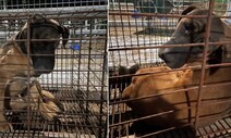 ‘개 식용 금지 반대’ 집회서 버려진 개 11마리…일주일 만에 구조