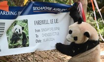“저도 중국 가요”…싱가포르 판다, 비행기표가 신기해 [포토]