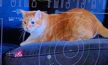3100만㎞ 심우주서 ‘고양이 영상’ 보내왔다, 실시간 중계 성공