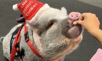 [포토] 샌프란시스코 공항에 아기 돼지가 사는 이유