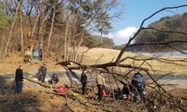 골프장 벌목 작업하던 60대 노동자 숨져…13m 나무에 깔려