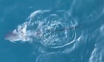 어린 남방큰돌고래 폐그물 걸린 채 2개월…“꼬리 잘릴 위험”